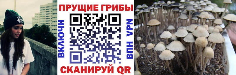 Псилоцибиновые грибы Psilocybine cubensis  Купить где  Пудож 