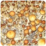 Псилоцибиновые (галлюциногенные)  грибы Psilocybin "Golden Teacher" в Пудоже