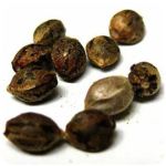 Семена марихуаны АК-47  (Seeds AK-47) в Пудоже